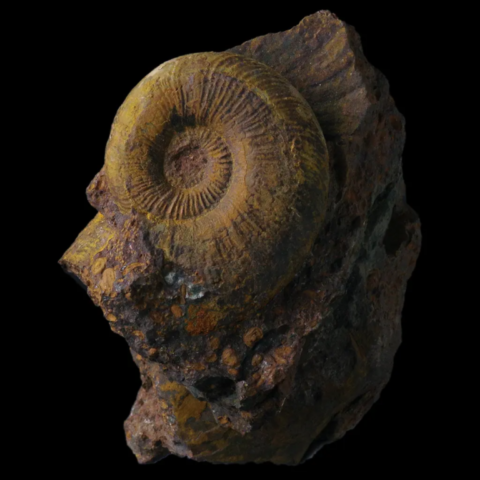Ammonite de la Verpillière, Isère, France