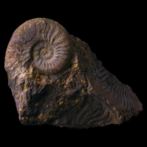 Ammonite de la Verpillière, Isère, France