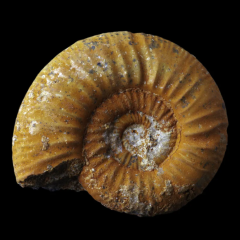 Ammonite de France (grossouvria kontkiewiczi variabilis)