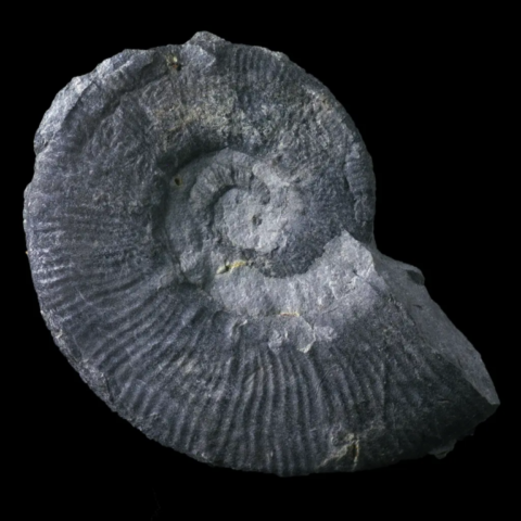 Ammonite de France (crioceratite duvali)