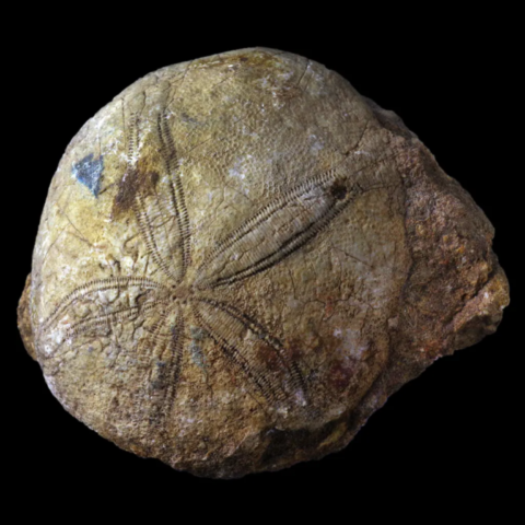 Conoclypus oursin fossile de France