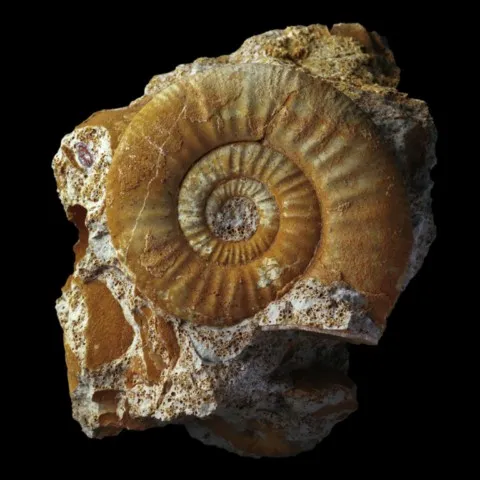 Ammonite de France (grossouvria kontkiewiczi variabilis)