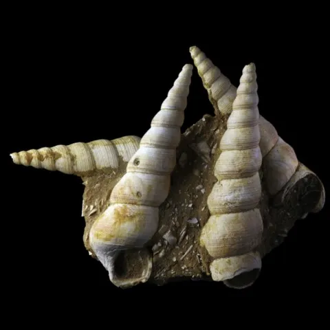 Turritelles fossiles du Bassin Aquitain, France