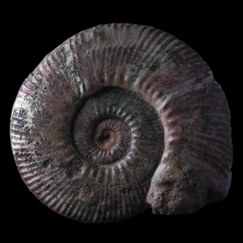 Ammonite de France (hammatoceras pachu)