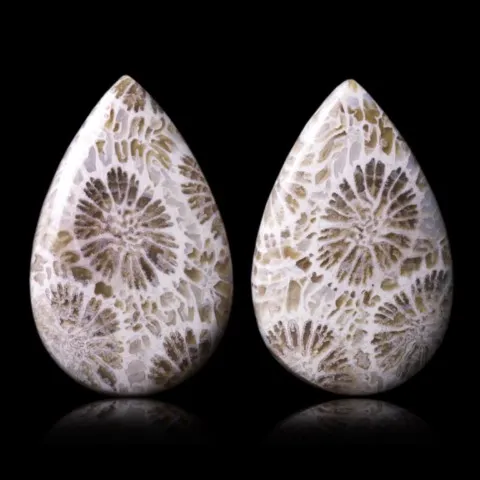 Corail fossile d'Indonésie