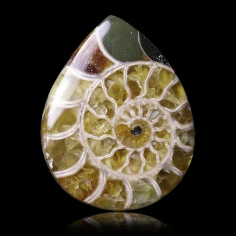 Ammonite polie
