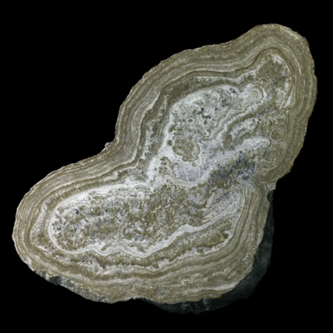Stromatolite polie d'Australie