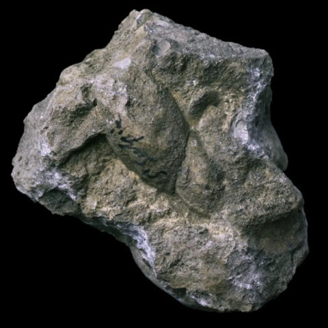 Limnaea Longiscata fossile de France