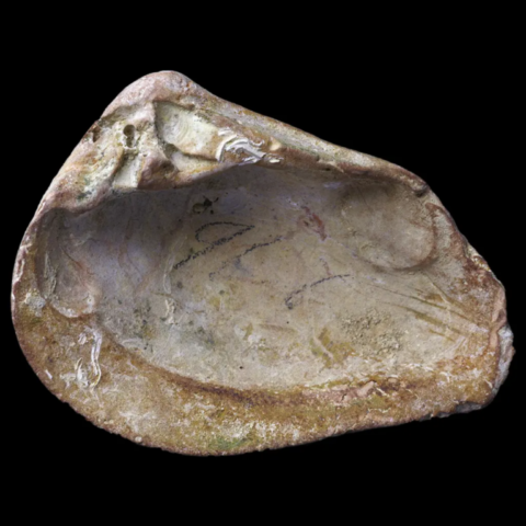 Crassatella fossile de Belgique