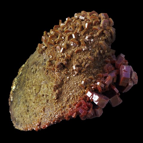 Vanadinite sur fossile de bivalve de Mibladen, Maroc