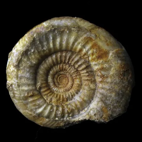 Ammonite de France (perisphinctes)