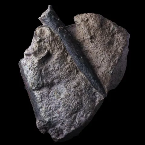 Ammonite du Rhône, France (grammoceras penestriatulum)