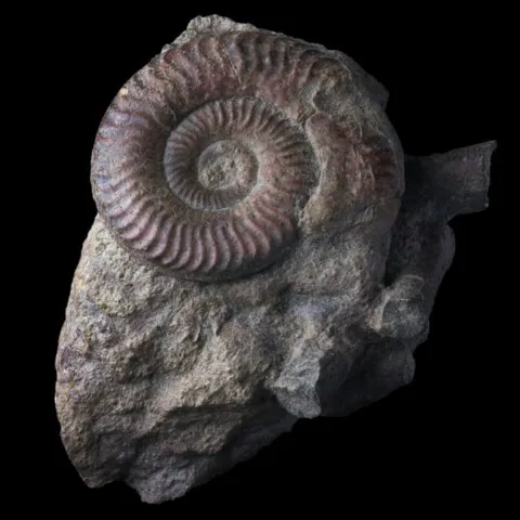 Ammonite de France (grammoceras penestriatulum)