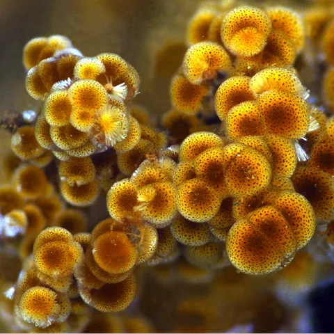 Cacoxénite de la carrière de La Lande, Morbihan, France © Luigi Chiappino