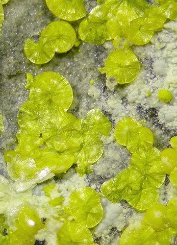 Calcurmolite de Rabejac, Hérault, France © Leon Hupperichs