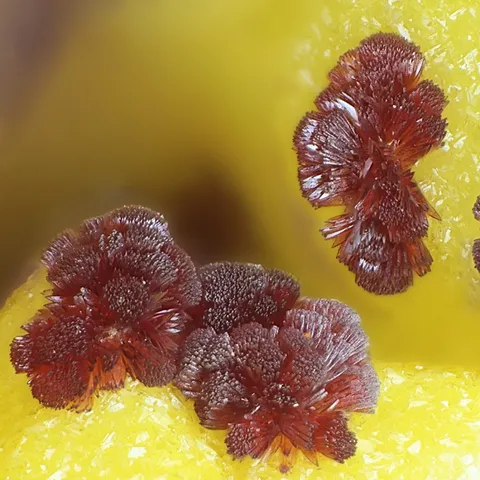 Carminite des Montmins, Echassières, Allier, France