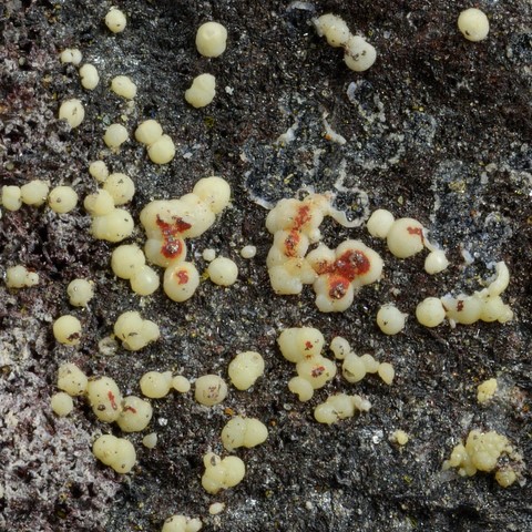 Cervantite de la Mine de La Forge, Puy-de-Dôme, France © Pascal Chollet