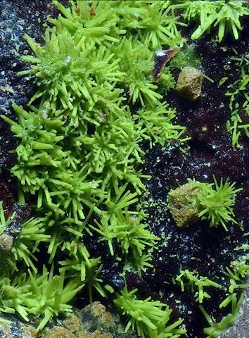 Chénevixite de Christiana Mine, Laurion, Grèce © Fritz Schreiber