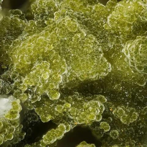 Chénevixite de Clara Mine, Allemagne © Stephan Wolfsried