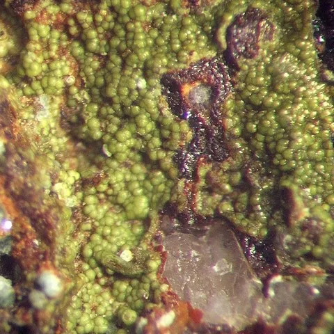 Chénevixite de la mine Tistoulet, Aude, France © Christian Berbain
