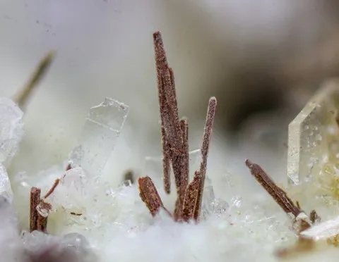 Clinoferrosilite de Sant'Antioco, Sardaigne, Italie © Henk Smeets