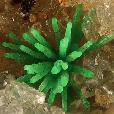 Conichalcite de Tintic Mine, Utah, USA © Jerry A. Baird