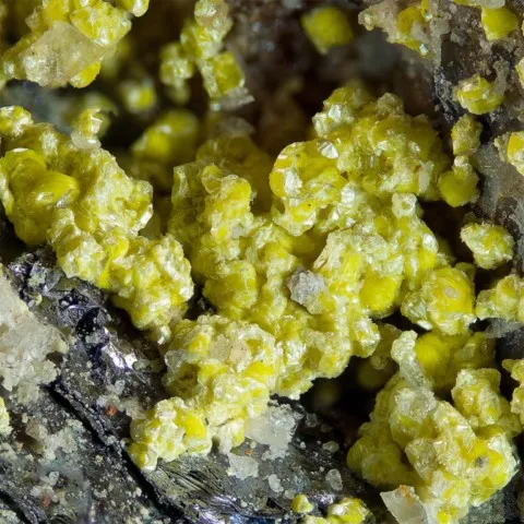 Ferrimolybdite sur molybdénite de Holts Ledge, New Hampshire, USA © Peter Cristofono