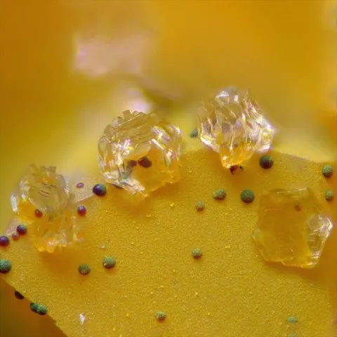 Gorceixite de Échassières, Allier, France © Pascal Chollet