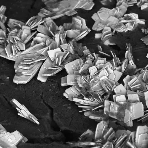 Lanthanite-(La) de Záluzné, République Tchèque © Jakub Jirásek (Image MEB)