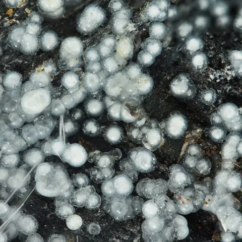 Dypingite de Brosso Mine, Piémont, Italie © Stephan Wolfsried