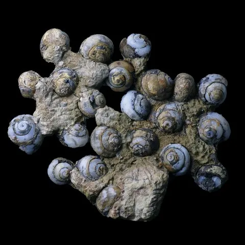 Helix ramondi (escargots) en lussatite