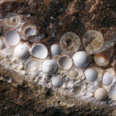 Pisolithes d'aragonite
