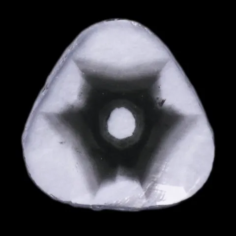 Tranche de diamant zoné du Zimbabwe