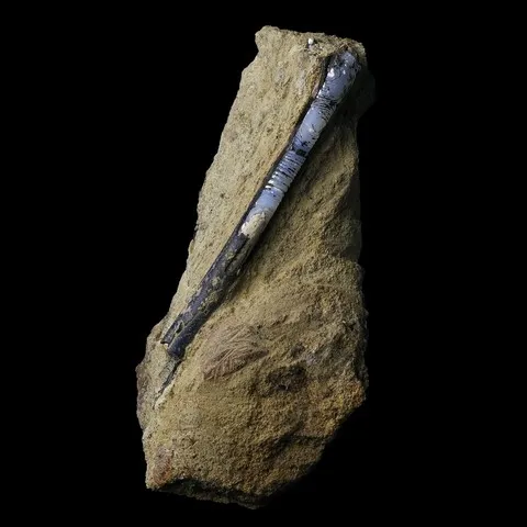 Os fossile en lussatite