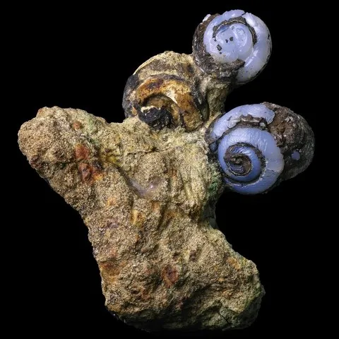Helix ramondi (escargot) en lussatite