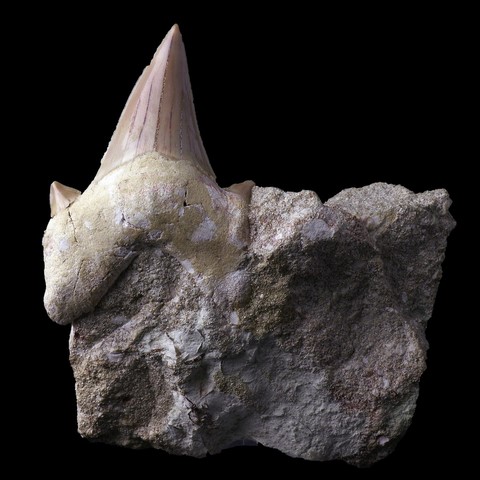 Phosphate marocain avec fossile de dent de requin