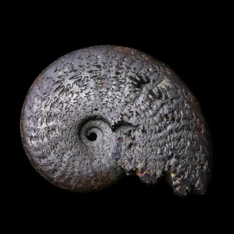 Ammonite pyritisée française