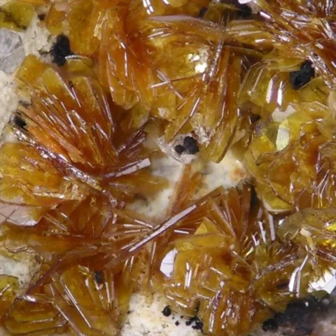 Calcaire à dendrites de psilomélane d'Allemagne