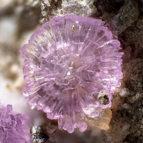 Sainfeldite de Wilhelm Mine, Hesse, Allemagne © Gianfranco Ciccolini