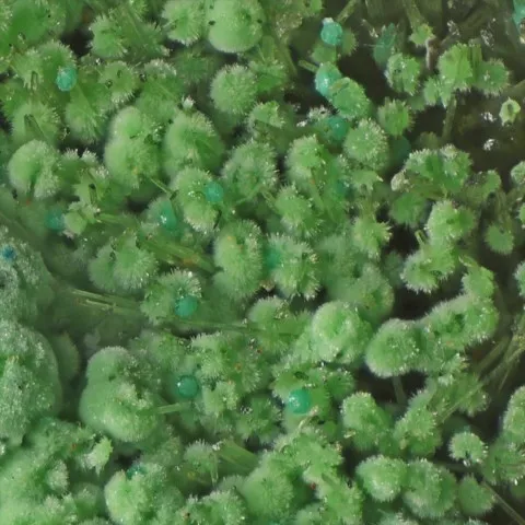 Strashimirite et olivénite de Cap Garonne, Var, France © Jean-Marie Claude