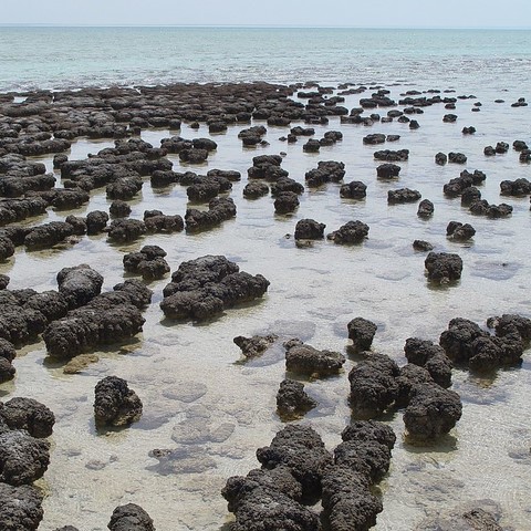 ​Stromatolites from Sharkbay, Australia - © Paul Harrison