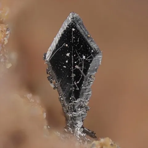 Ténorite de Nickenicher Sattel, Eifel, Allemagne © Volker Betz