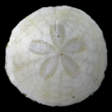 Oursin fossile de France