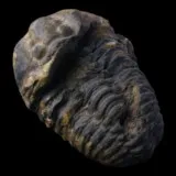 Trilobite calymene du Maroc