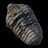 Trilobite calymene du Maroc