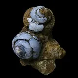 Escargot en lussatite de Dallet, Puy-de-Dôme, France