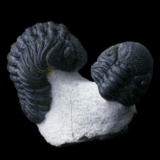 Trilobite phacops rana de Issimour, Alnif, Maroc