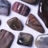 Bois fossile Chakra racine - MULADHARA - Os, fatigue, concentration, patience