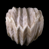Gastéropodes fossiles
