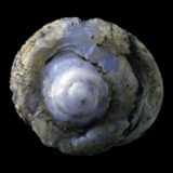 Moule externe d'Helix ramondi en lussatite de Dallet, Puy-de-Dôme, France © Rémi Bornet